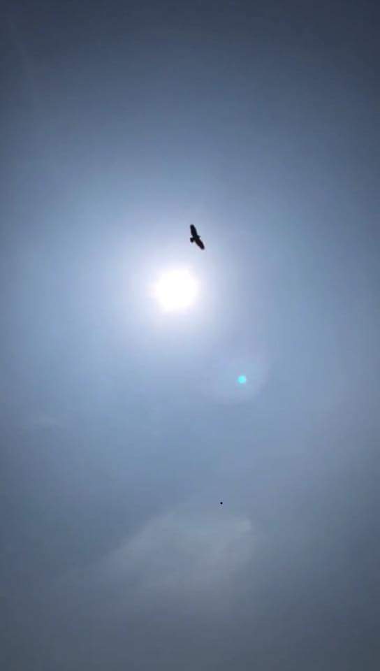 A great image by Ben Guntrip, last weekend Worzel the young Bald Eagle along with a superb commentary by my good friend Tom Morath got one huge spontaneous round of applause after his show stopping performance