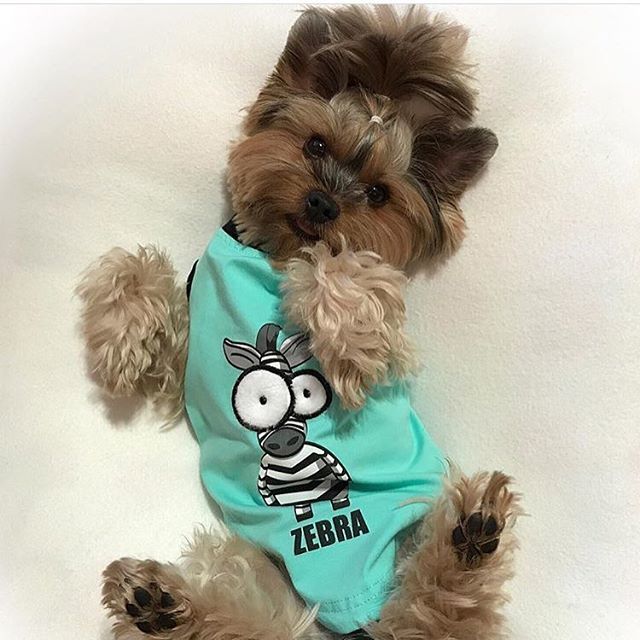 yorkieclothin's tweet photo. Always wake up to my morning tickles 🐶
.
# #babies #yorkie #thankful #thanksgiving ##teddythetinyterrier #yorkshireterrier #dog #tbt #cute #cutest #dogs #instadog #yorkshire #pet #petsofinstagram #yorkiesofinstagram #yorkielife #adorable #funnyvideos #funny #funnydog #ellend… https://t.co/8yl4mwuCha