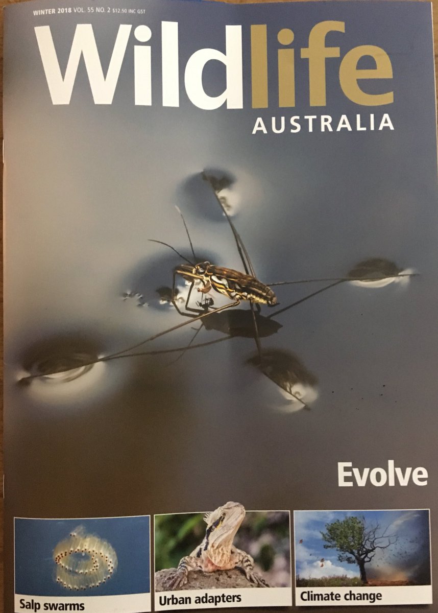 How’s this for a gorgeous cover? Our Winter issue is now out with the theme of “Evolve”. Some sneak peeks coming up but if you want to explore everything right now get a subscription here! wildlife.org.au/magazines/