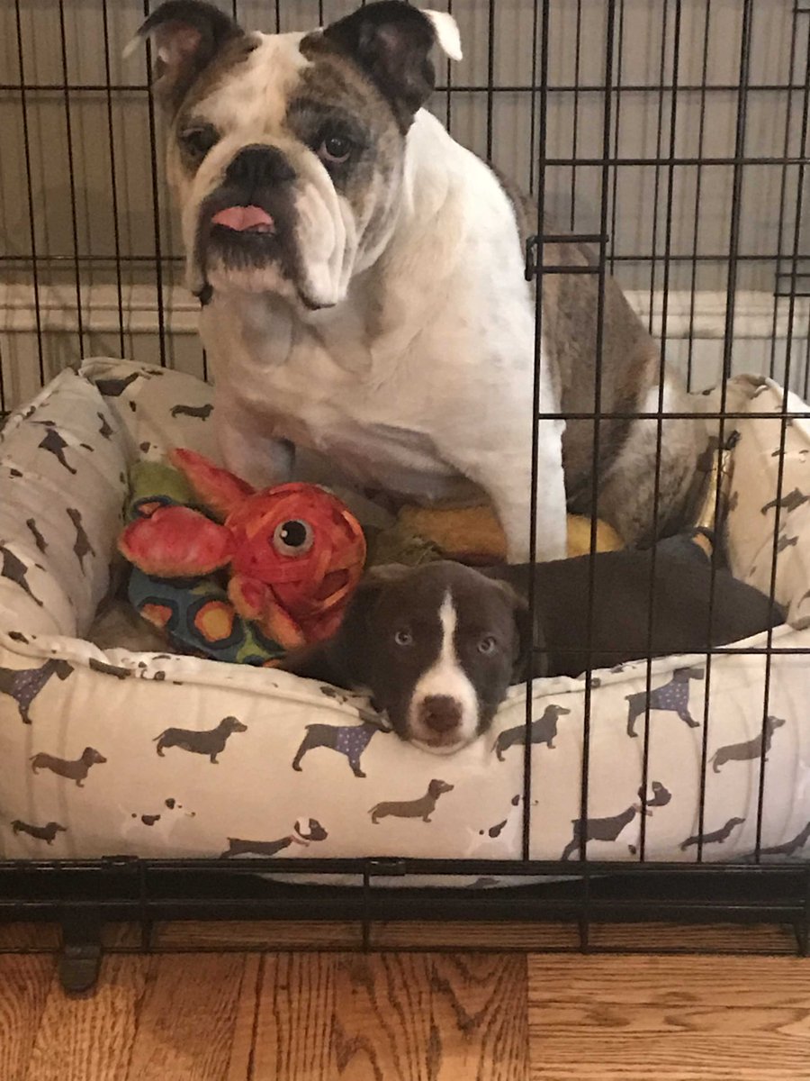 Sophie &amp; JoJo @AmyFreeze7  #BigDogSunday