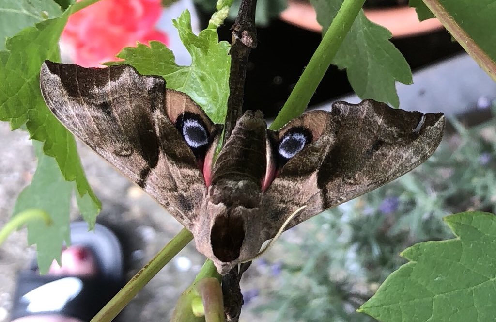 Xantiqa's tweet photo. @VlindersEemland weten jullie mss wat dit is? https://t.co/dpctj95YW4