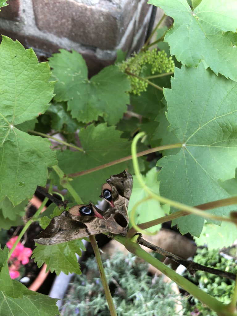 Xantiqa's tweet photo. @VlindersEemland weten jullie mss wat dit is? https://t.co/dpctj95YW4