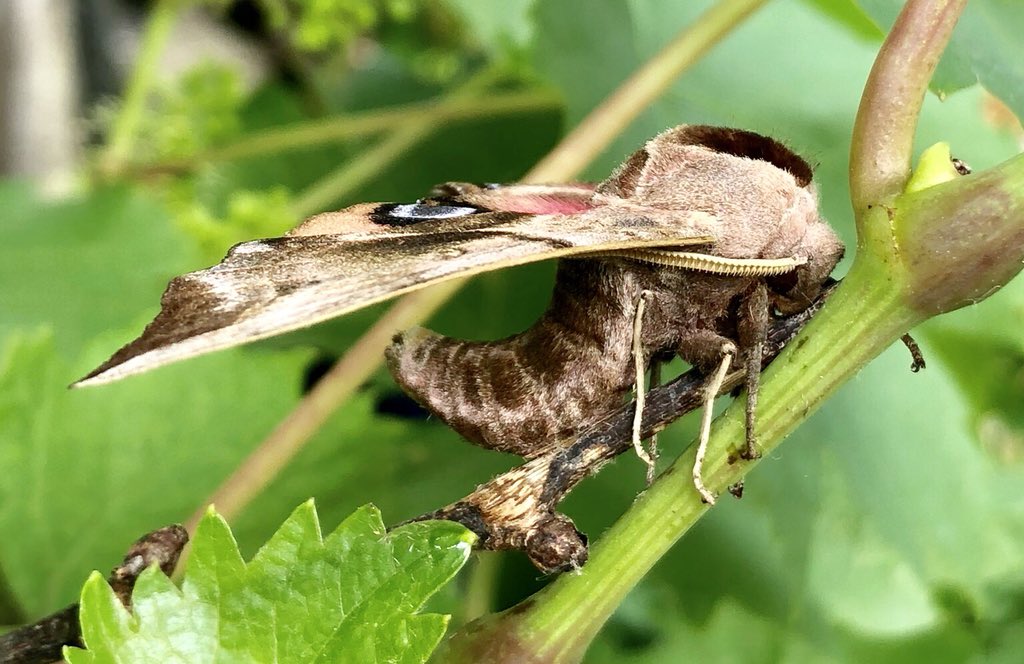 Xantiqa's tweet photo. @VlindersEemland weten jullie mss wat dit is? https://t.co/dpctj95YW4