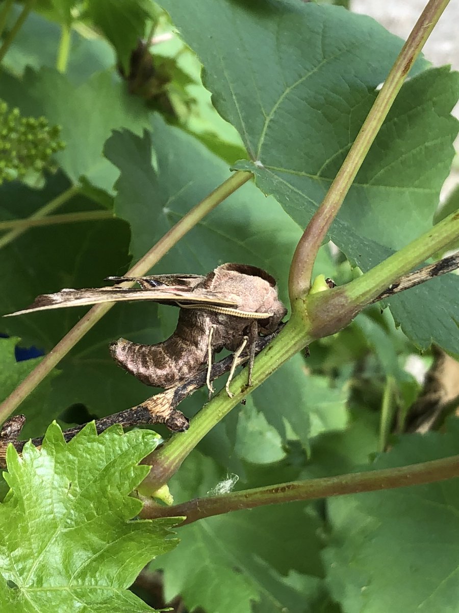 Xantiqa's tweet photo. @Vlinderspotter weten jullie welke dit is? https://t.co/EvmoCylupw