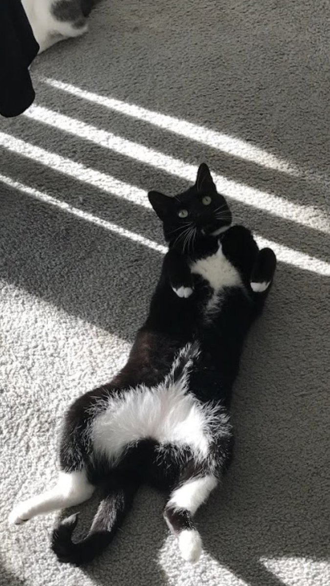 Feminist_Feline's tweet photo. Happy Pride Month!!🌈 we’ve acquired equal MEOWrriage rights, but we’ll always have to fight for the equality of the LGBTQIA+ community. https://t.co/8qfHNykkzj