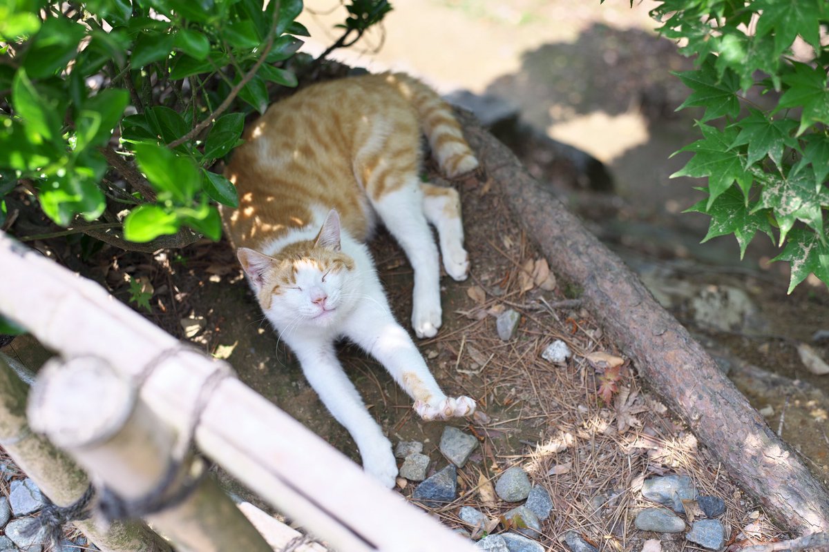 宮乃黒猫 Twitterren 栃木県佐野は唐沢山山頂にある唐沢山神社 猫神社として 地域住民から愛されています 木漏れ日の中 気ままに過ごす猫たちが 参拝者を和ませます ねこ 猫 ネコ 猫神社 唐沢山神社 写真 写真