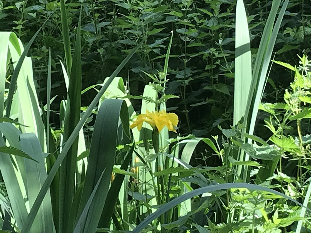 ABetterMillHill's tweet photo. Wild flowers looking good on Arrandene this morning https://t.co/UZvjuYpWHR