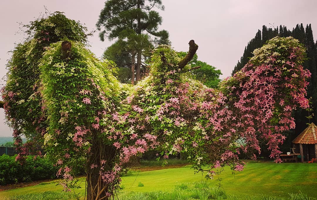 CardrossEstate's tweet photo. Really happy to see how well an old tree has worked with Clematis in the Cardross Garden. A waterfall of colours #colourfall
.
#cardrossestate #visitscotland #gardening #statelyhome #scotspirit #Trossachs #lochlomondandtrossachsnationalpark #highlands #summergarden #summer https://t.co/GbftX9G0Vr