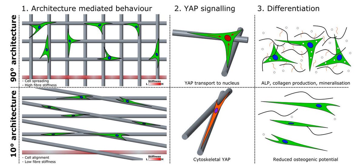 New lab paper by <a href="/KianEichholz/">Kian Eichholz</a> exploring how 3D fibrous architectures direct stem cell behavior using Melt Electrospinning Writing <a href="/ActaBio/">Acta Biomaterialia</a> @TCDBioengineer #Mechanobiology #Electrospinning sciencedirect.com/science/articl…
