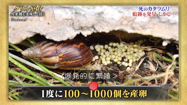 触っただけで死に至る危険がある 死のカタツムリ をtokioが捕獲して食べます 鉄腕dash 2ページ目 Togetter