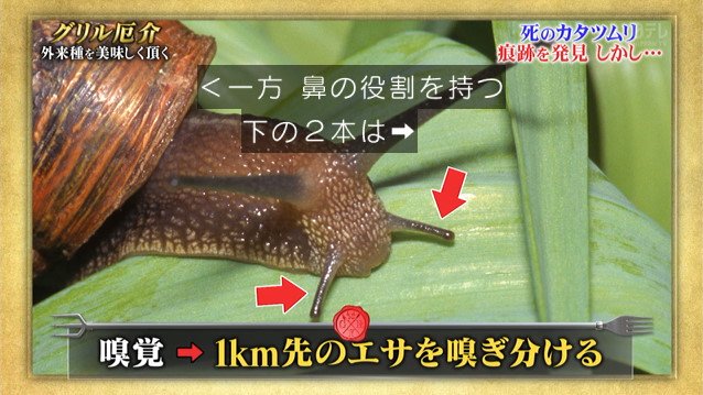 触っただけで死に至る危険がある 死のカタツムリ をtokioが捕獲して食べます 鉄腕dash 2ページ目 Togetter