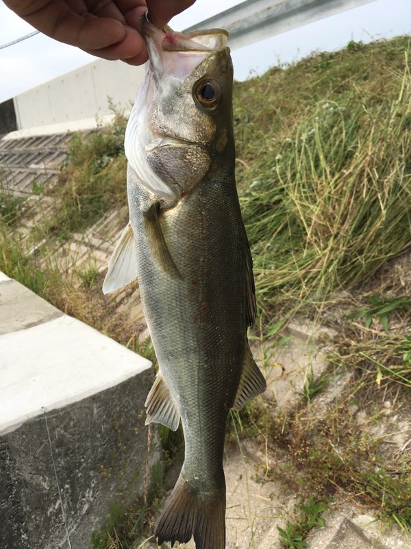 BantamFrickin's tweet photo. 世界遺産宗像大社の近くを流れる釣川の河口に今年初めていってきました。チヌをポッパーで狙う!ソルトのトップウォーターです。1投目でどん。小ちゃいシーバスが釣れました。 ただ、8”6のスピニングロッドでポッパーを操るのは相当きつい、、、、チヌは釣れず。
#Duel #SilverPop にて。 https://t.co/s0LgTJ0KLb