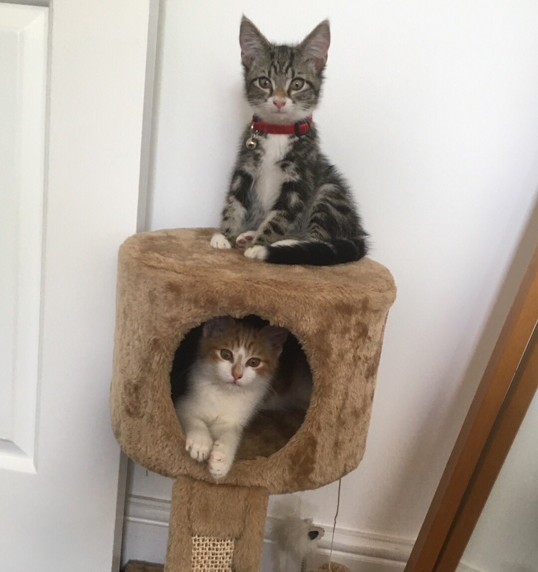 Two kittens , one Grey and White Tabby and the other Ginger and White Tabby