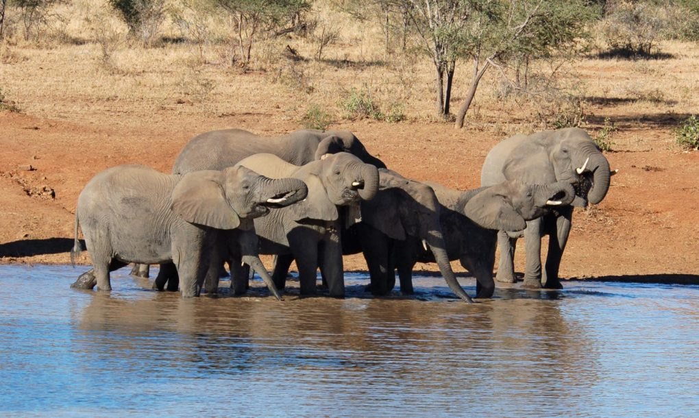 Connect4Climate's tweet photo. #UnitedKingdom moves to ban most of its #ivory trade 👏 The UKm is the largest legal ivory exporter  https://t.co/hbu7xDnxMF #ClimateAction #IvoryBan https://t.co/NYpIBprlyw