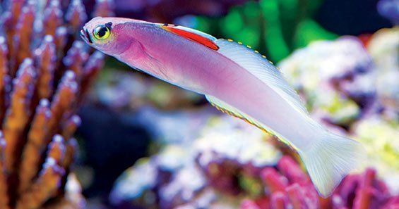 LiveAquaria's tweet image. If you are considering a saltwater aquarium in your home, your first step is research. Learn as much as you can about the species that interest you and choose fish and invertebrates suitable for your specific skill or experience level. bit.ly/2khJITO