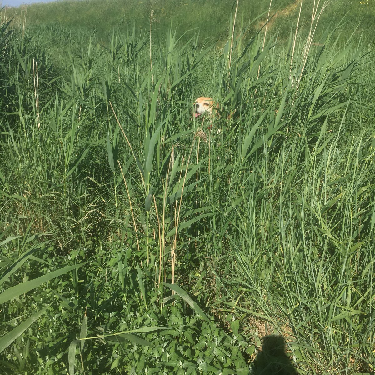 MudflatMatt's tweet photo. Beagle spotting on day 3 of #30daysWild https://t.co/joLBJXs6iV