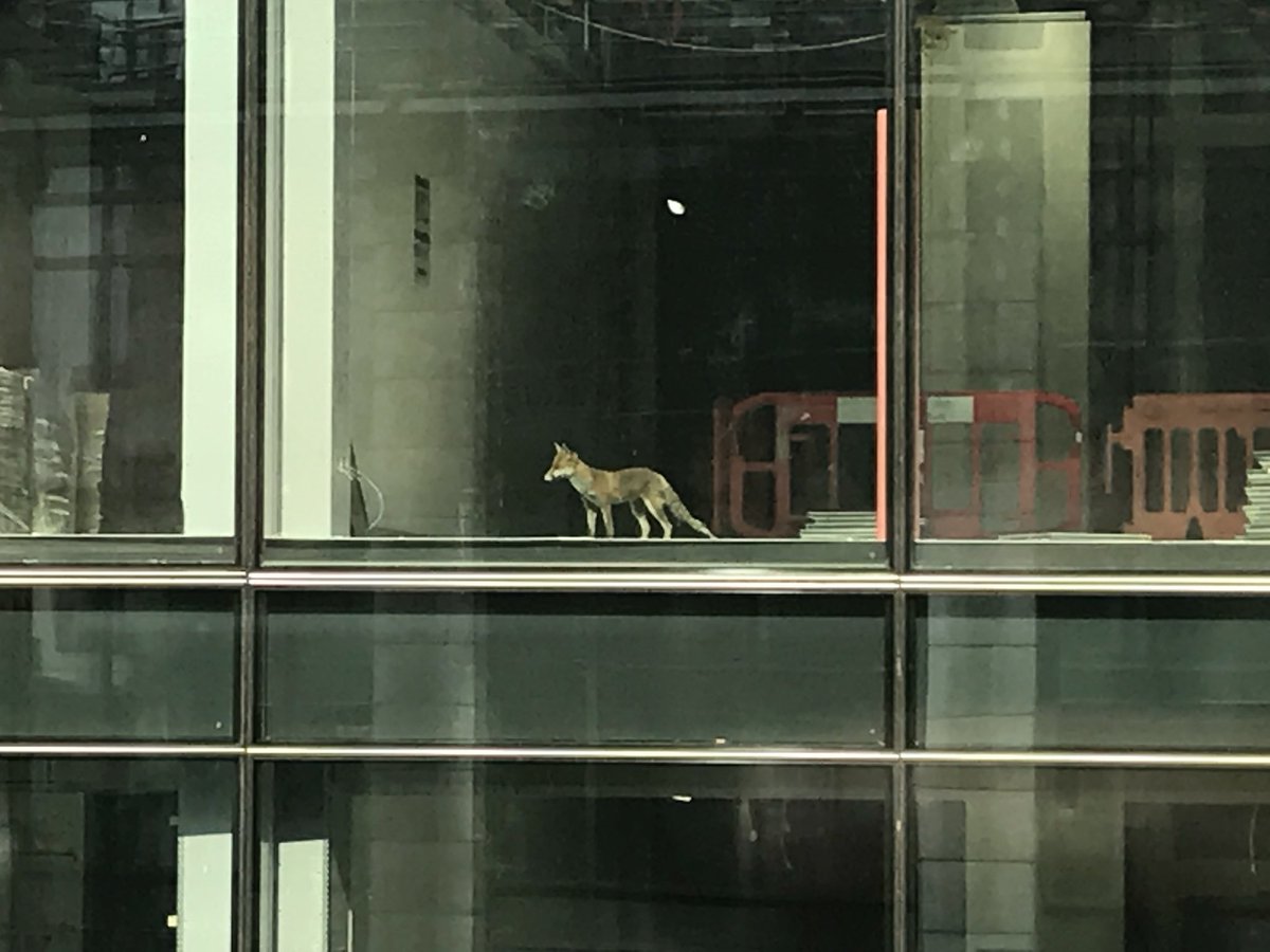 alamnaeem's tweet photo. First occupant of the new Goldman Sachs office on Shoe Lane, London. Hello neighbour 👋. @GoldmanSachs 🦊 #fox #urban #overtime https://t.co/BQAUz2GiLO