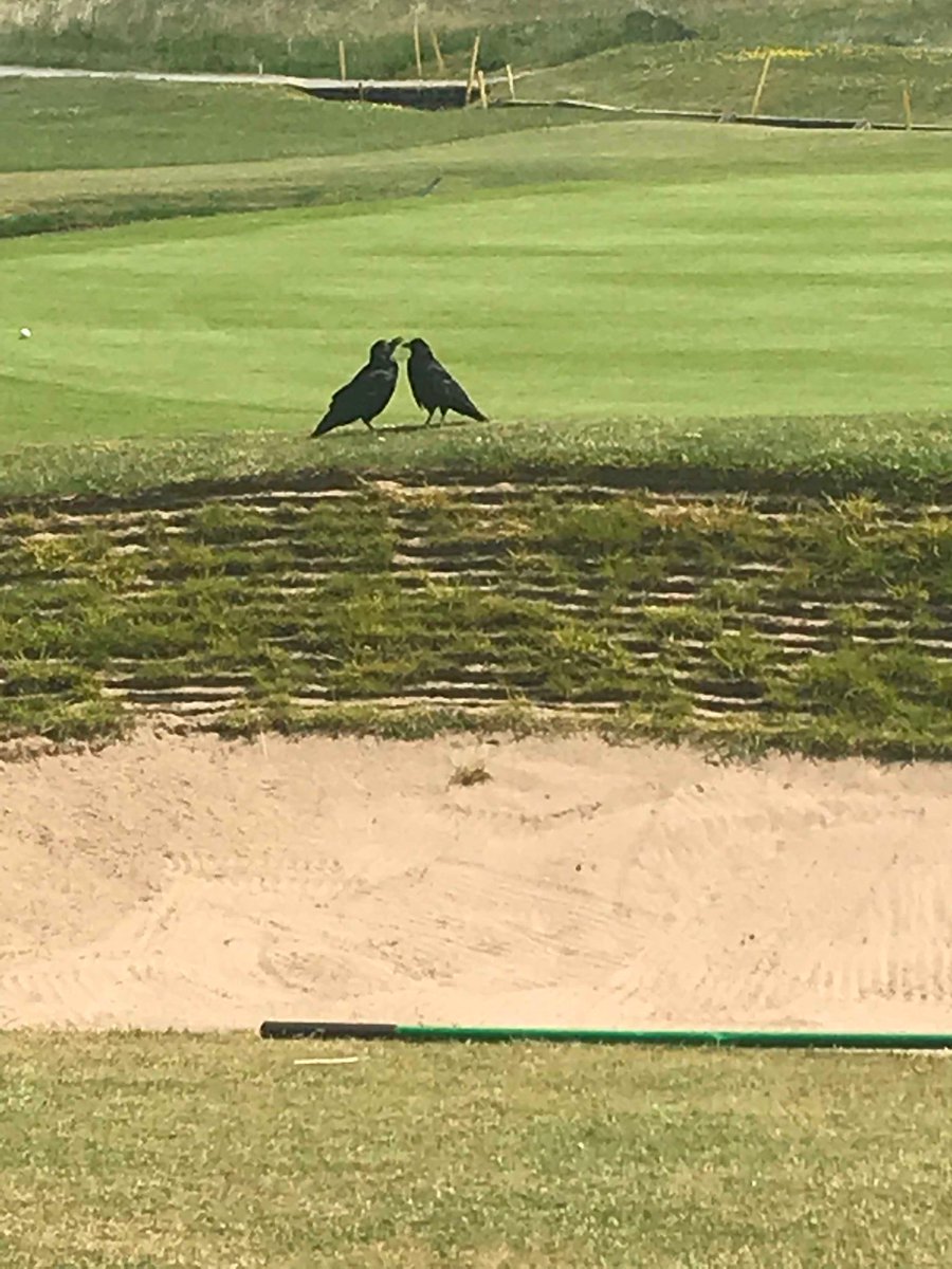 Robert Fitzpatrick tweet media