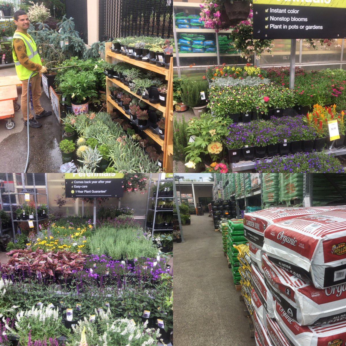 Jim Engstrom (@stretchrunjim) on Twitter photo Our resident D28 wild-man/waterer extraordinare Gus making happy plants.TODAY ENDS IN Y!#gorillaintukwila <a href="/THDPNWPride/">Michele Rustvold</a> <a href="/stjohn_c/">Patty StJohn</a> Our resident D28 wild-man/waterer extraordinare Gus making happy plants.TODAY ENDS IN Y!#gorillaintukwila <a href="/THDPNWPride/">Michele Rustvold</a> <a href="/stjohn_c/">Patty StJohn</a>
