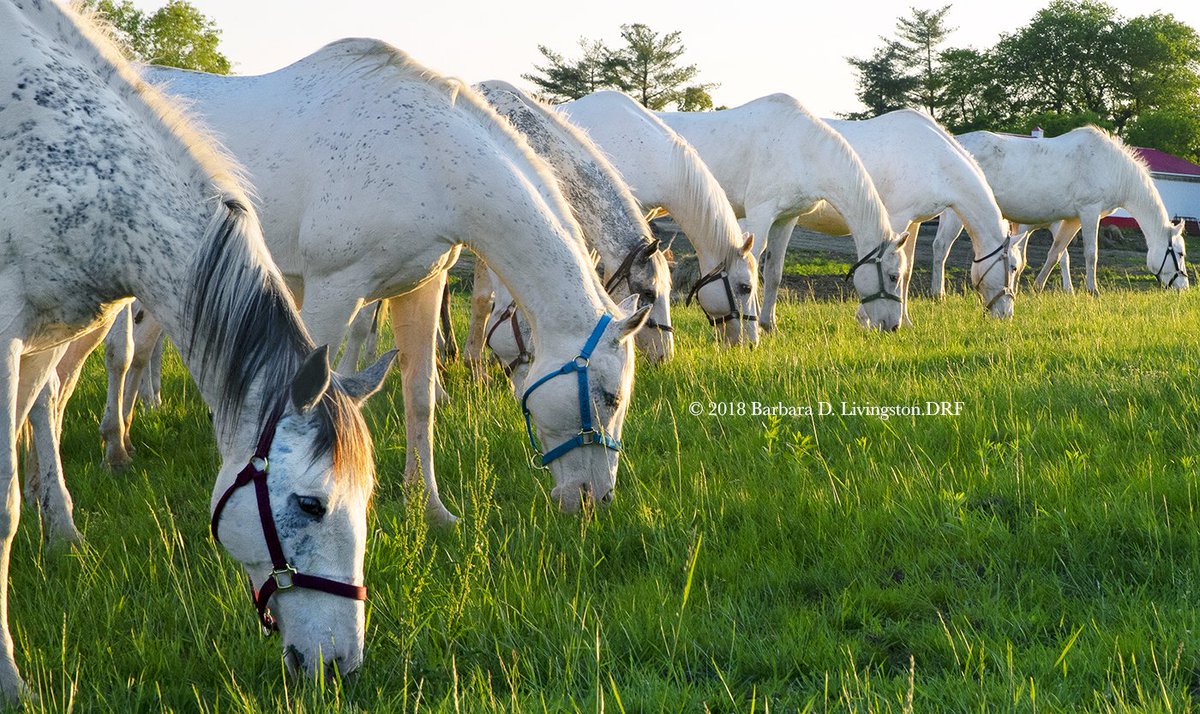 I'm on a white Thoroughbred kick recently (oh, and since 1979, when I saw Clarence Stewart, the white TB).  Here are some Megson Farms' broodmares in early May.  They just happened to be grazing that way...a magical sight.