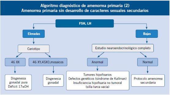 Amenorrea como recuperar la regla