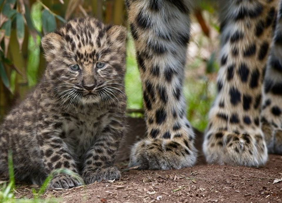 crowdcontrolus's tweet image. RT @sandiegozoo: Mom for scale  

📷: Deric Wagner