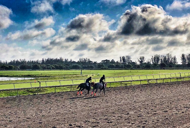 TropicalRacing tweet media