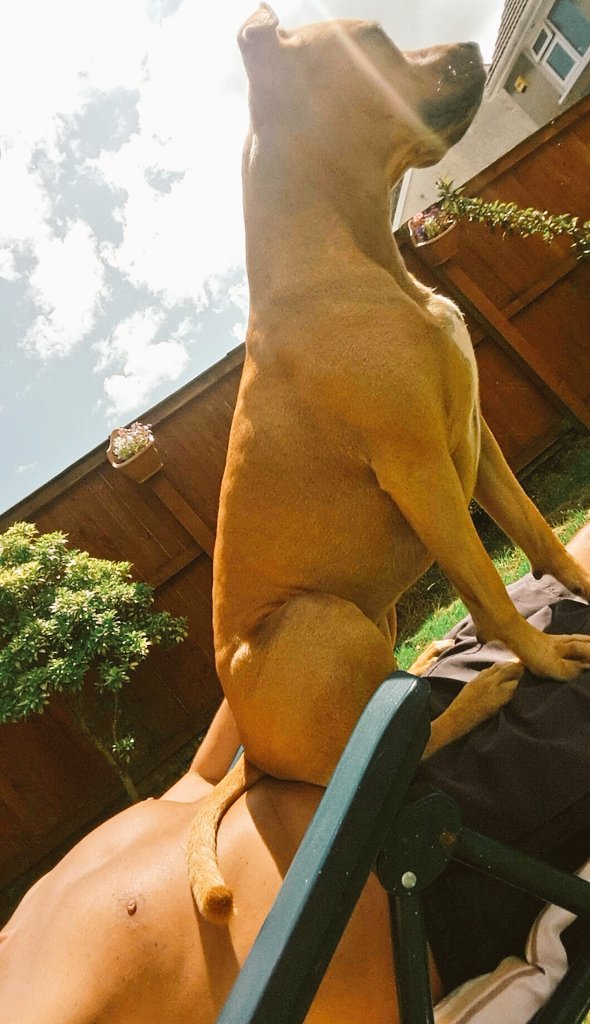 gdavies683's tweet photo. Not really helping my taning #dogblock🐕😎 https://t.co/Uj3ue46SII