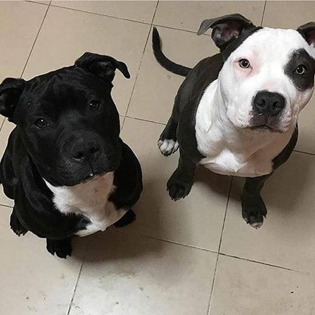 Left or Right ??👇
Credits: @anamh04 *
*
*
*
*
#pitbullvixens #pitbullgram #pitbullrescue #pitbullofinstagram 
#pitbullpuppies #pitbullproblems 
#pitbullsarelove