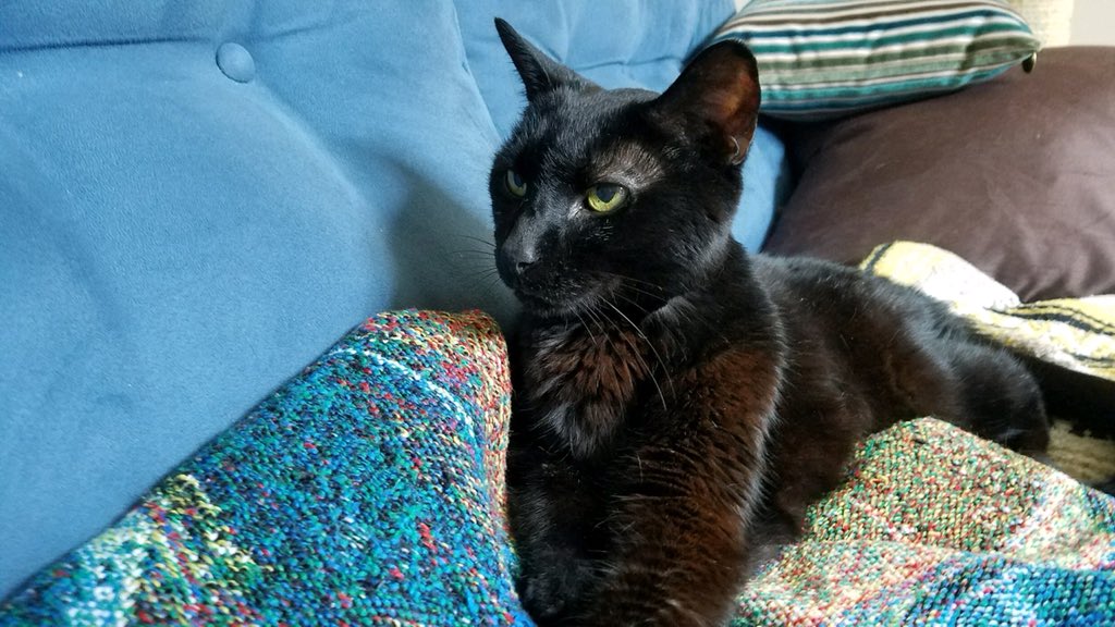 FeralFemale's tweet photo. @EmrgencyKittens This is Angus. His full name is Black Angus Beefcake. He is 18 and has been with me since he could fit in the palm of my hand. Angus is the best cat in all universes. Even that universe made entirely of cat. 
#EverybodyLovesAngus #AngusIsTheBest https://t.co/l6EdJ4mdxl