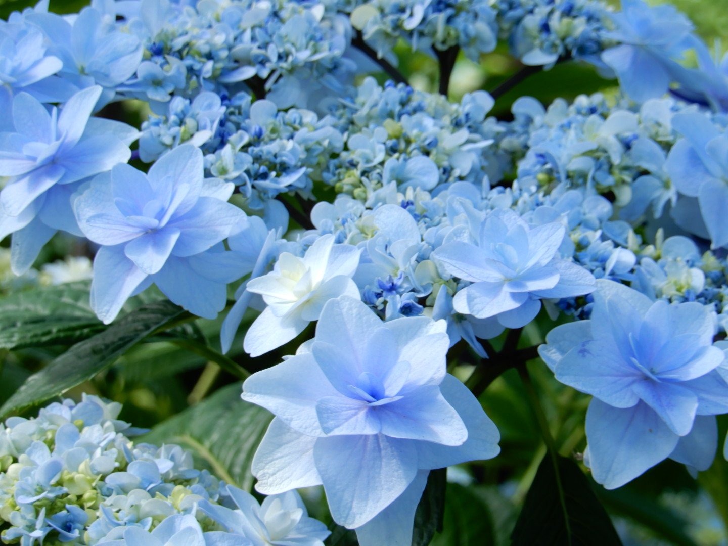 紫陽花 Twitter