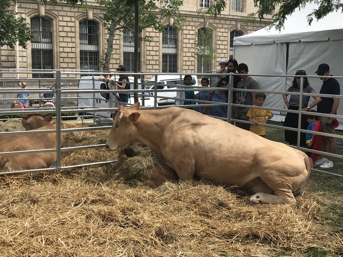 BegonThomas's tweet photo. #comPostive #agriculture 👉 place de la République @Paris ce week-end les parisiens et touristes à la rencontre des #animaux vaches 🐮 chèvres 🐐 et de #agricultureUrbaine lors de @BiodiversiTerre #CeuxQuiFontLeLait 👍👍👍
@cyr081 @olivier_frey @ChouetteAgile @EloLM_ @agrikol https://t.co/mM3h8DvkVv