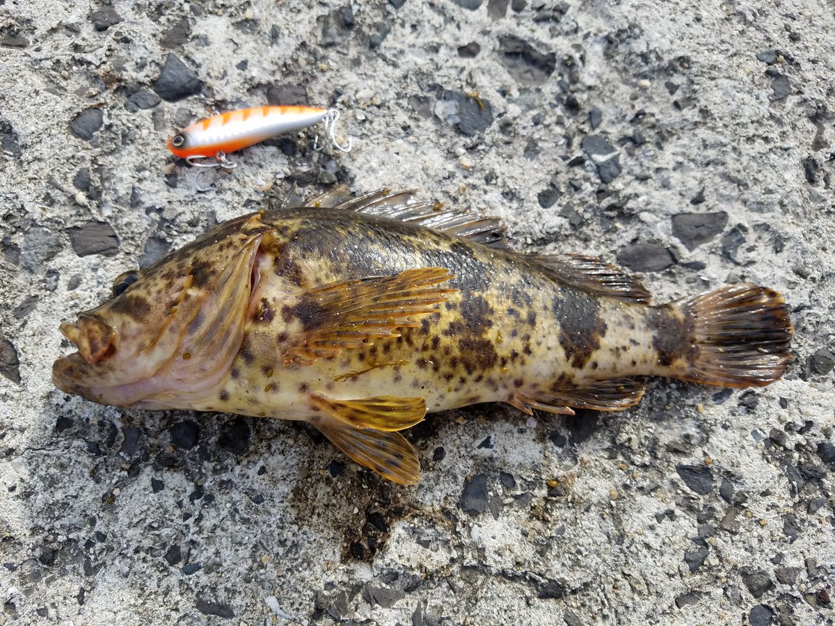 こんつ 庵治漁港ででかいガシラ釣れた 刺身にしておいしくいただきました 今日はボウズ覚悟してたときに来てくれたからびっくり嬉しい٩ W و 32センチはありました もそっとした当たりでまた藻に絡まったのかと思ってたら反応きてファイトモード 香川