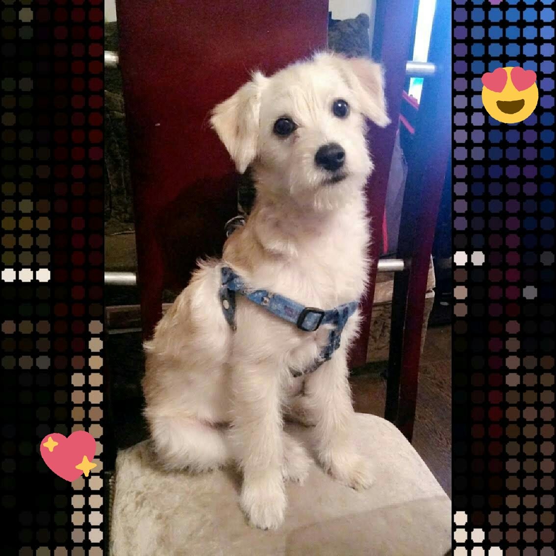 HEIDY1625's tweet photo. Nuestra hermosa y nueva compañía , Flofy te adoramos @Citytv  #MascotasBravíssimo 😍 https://t.co/K0J1pTedn2