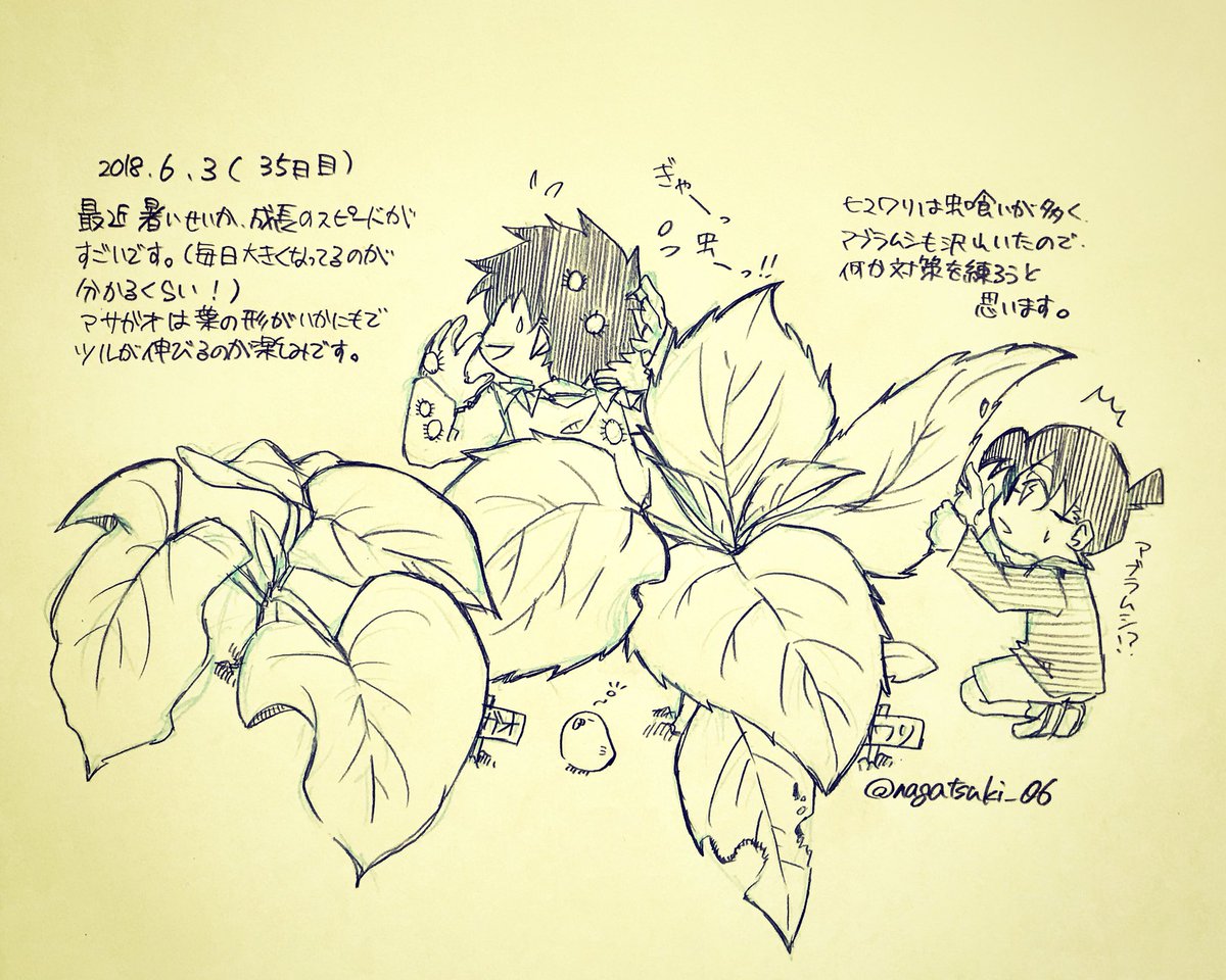 名探偵のひまわり観察日記