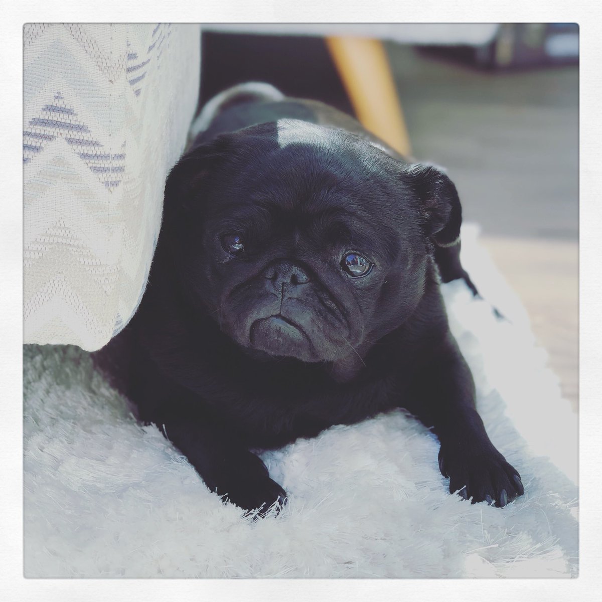 Luna_Pug's tweet photo. Chilling out of the summer sun.
🐾 
#pug #puglove #puglife #pugsoftwitter #instapug https://t.co/PqINYZrH58