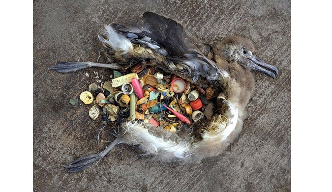 NorskPlogging's tweet photo. The impact #mankind does on our own planet is starting to show.  Start #plogging and #startcaring #helpourselfe and make #ourhome a better place for #everyone #whale #hval #plast #plastic #saveourplanet https://t.co/f6k1EUFIe2 https://t.co/yqa4Gve7Ww