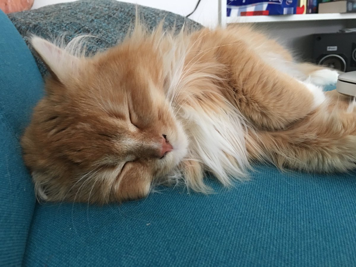 schmuseflusen's tweet photo. Sonntagsstimmung https://t.co/JlBAhLYmid