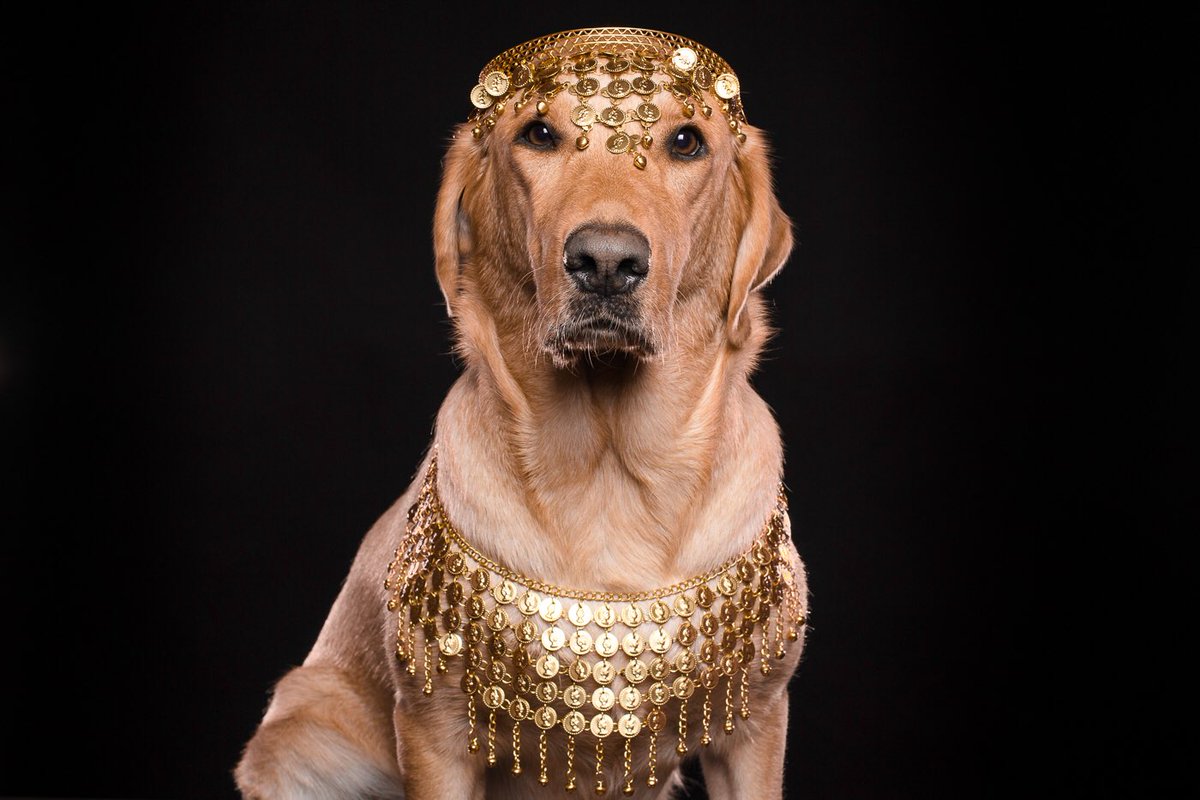 albertofptown's tweet photo. All that glitters is not dog!
Photo @GregSalvatori DM him to get your pup in his upcoming book
#albertofhellskitchen #glitterdog #golddog #nyclabradors #dogfashion https://t.co/OleVPStngt