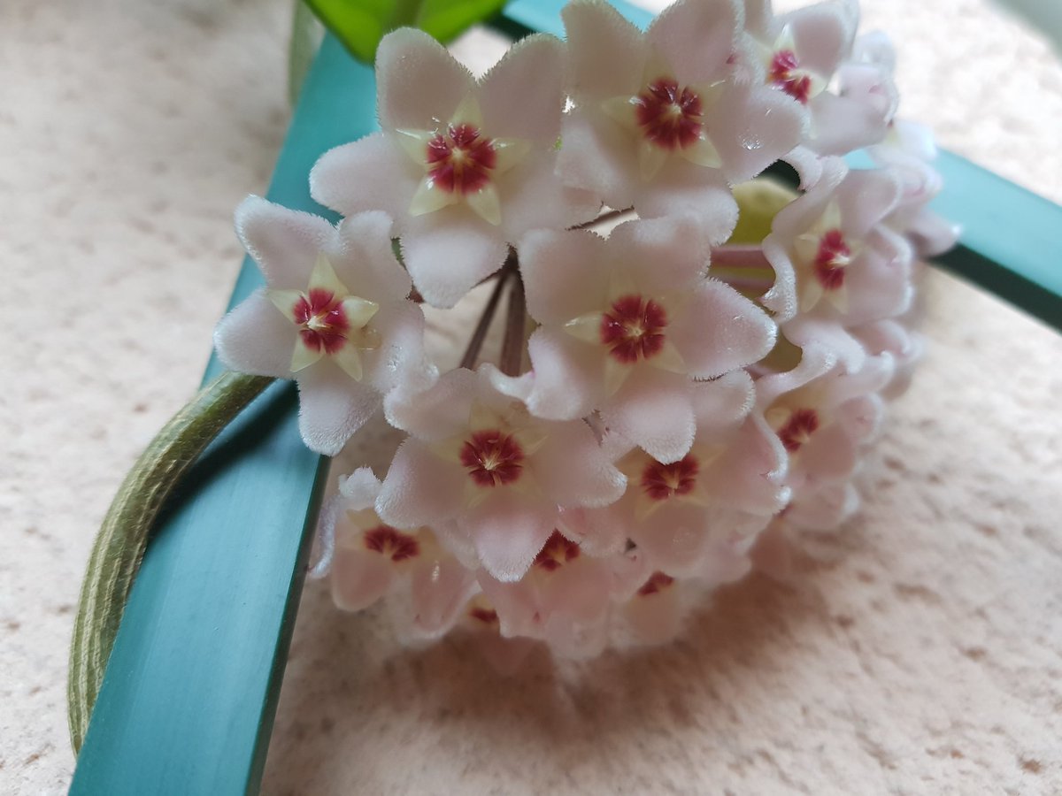 GINBDV's tweet photo. Mi preciosa flor de cera https://t.co/zirgbQaFvr