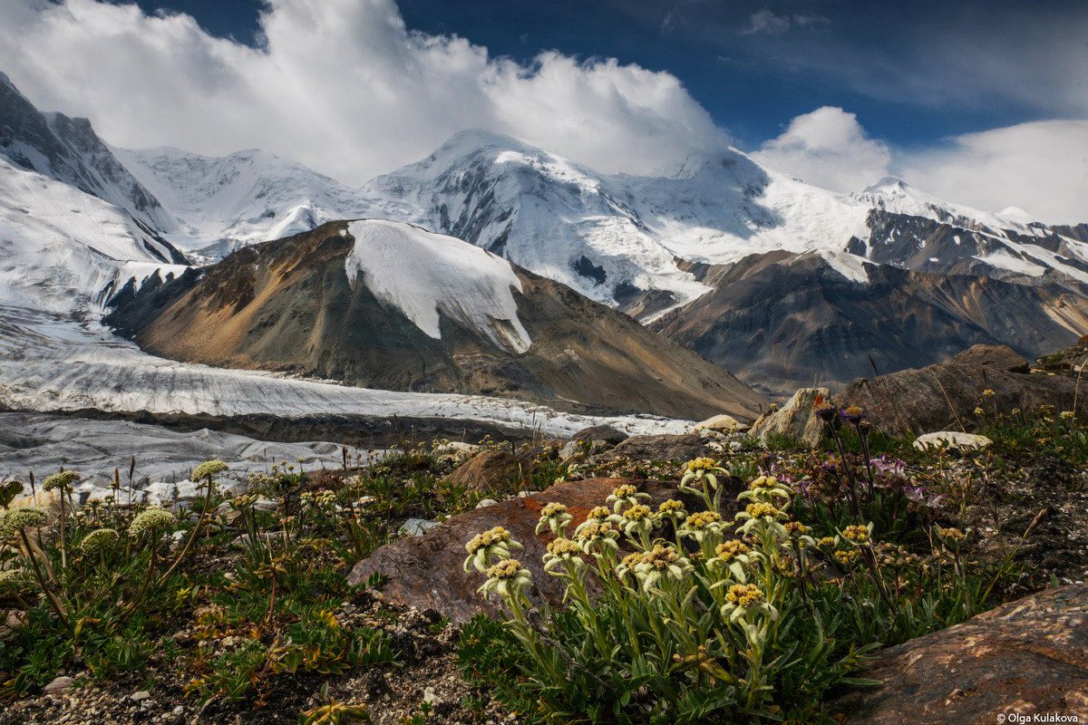 AboutKazakhstan's tweet photo. Beautiful landscape with edelweiss - summer in the Bayankol gorge located on the northern slope of the Central Tien Shan mountains to the southeast of Almaty #Kazakhstan, in the border zone with Kyrgyzstan and China #nature #travel Photo by: Olga Kulakova. https://t.co/LLCfCc7JsB