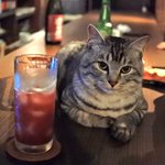 猫とお酒が飲める？!ｗ飲まれるんじゃないかとちょっと心配になるバーがステキｗ