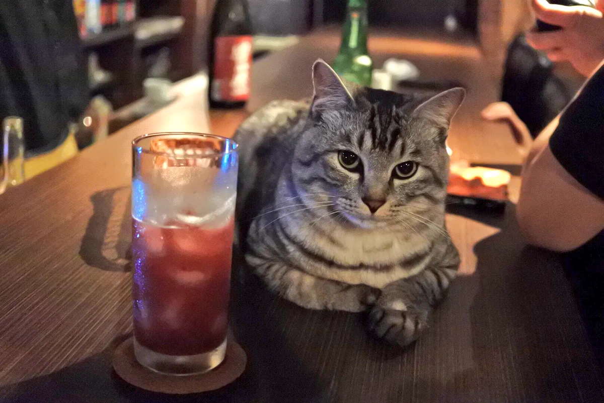 猫とお酒が飲める？！ｗ飲まれるんじゃないかとちょっと心配になるバーがステキｗ