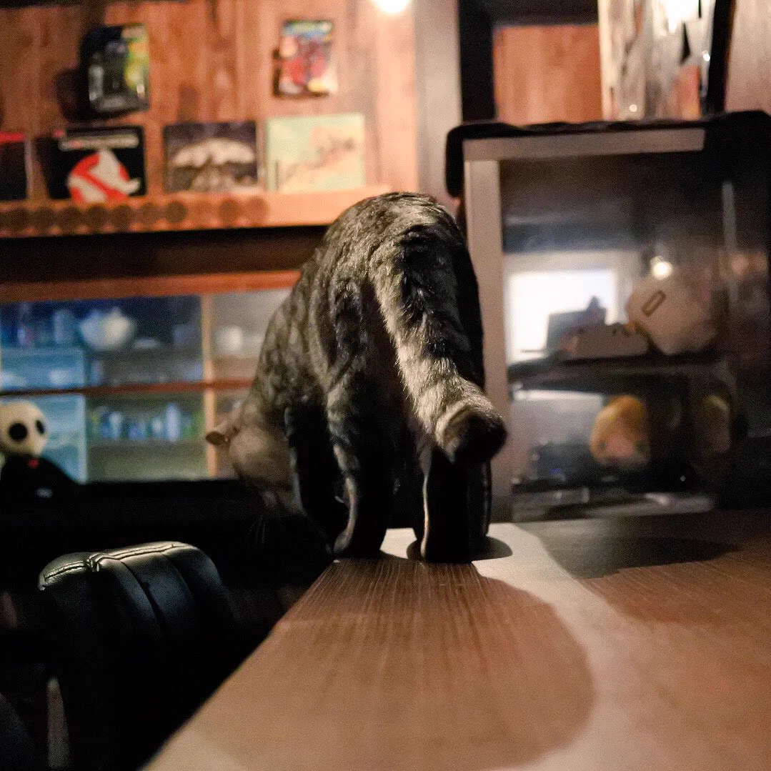 猫とお酒が飲める？！ｗ飲まれるんじゃないかとちょっと心配になるバーがステキｗ