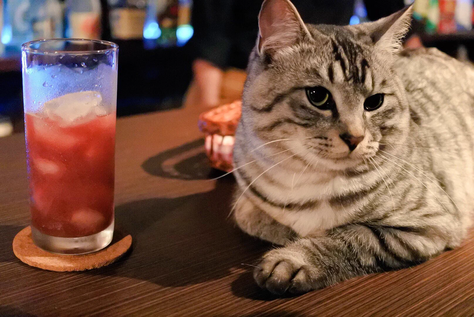 猫とお酒が飲める？！ｗ飲まれるんじゃないかとちょっと心配になるバーがステキｗ