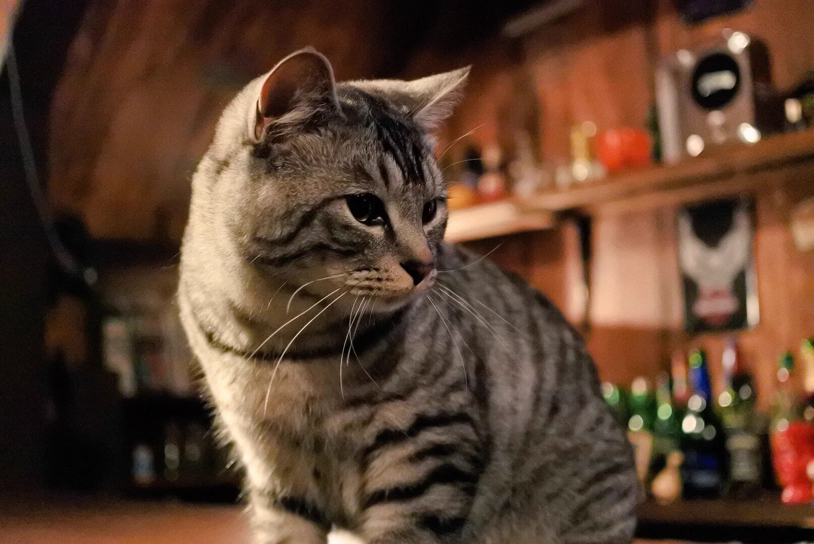 猫とお酒が飲める？！ｗ飲まれるんじゃないかとちょっと心配になるバーがステキｗ