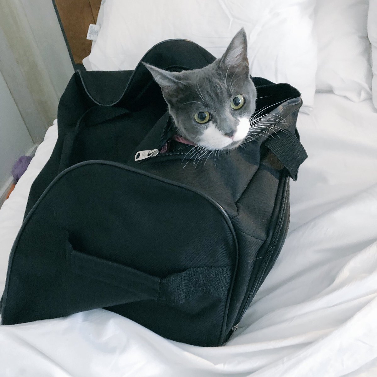 Buttons_LeFloof's tweet photo. I’m on my very first vacation you guys!! My mommy and daddy took me from HHI, SC to Miami! I did so good in the car and when we got to the hotel, I explored every inch of the room and performed a hostile takeover of my daddy’s shoe bag heeheehee #Vacation #ButtonsLeFloof https://t.co/cS1pDLyDDv
