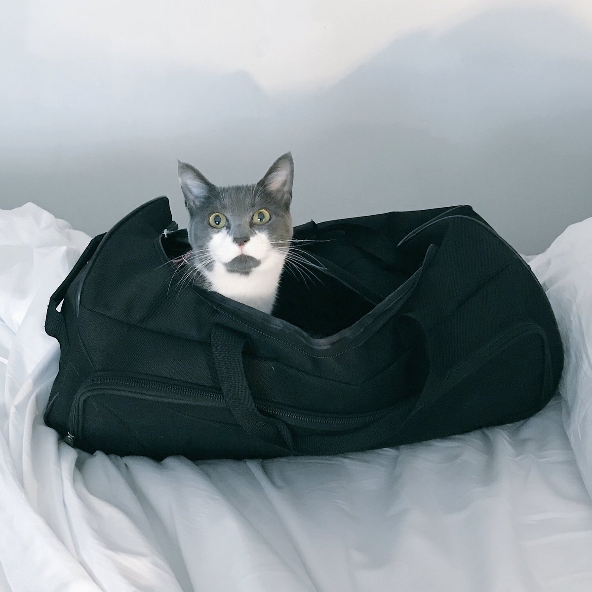 Buttons_LeFloof's tweet photo. I’m on my very first vacation you guys!! My mommy and daddy took me from HHI, SC to Miami! I did so good in the car and when we got to the hotel, I explored every inch of the room and performed a hostile takeover of my daddy’s shoe bag heeheehee #Vacation #ButtonsLeFloof https://t.co/cS1pDLyDDv