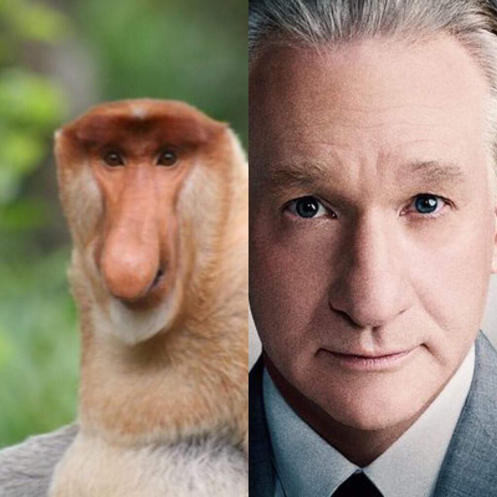 tjboydb3's tweet photo. Has Anyone Told You That You Are A Few Inches Off 👃 From Being A Spitting Image Of A Proboscis Monkey?!? https://t.co/C8VBTk0oFE