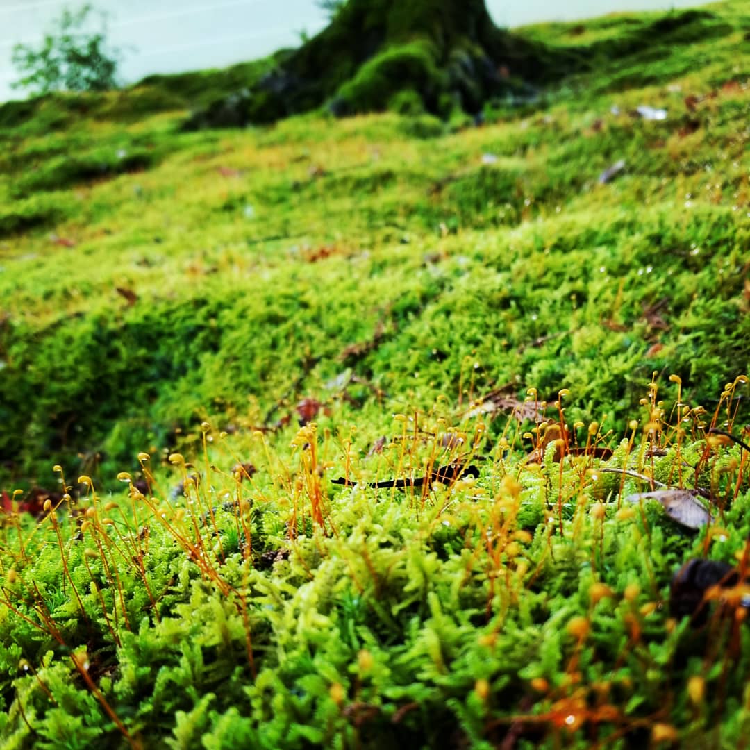 八瀬天満宮と曼殊院、天気がよかったので新緑が綺麗でした。八瀬は鬼の子孫の八瀬童子が、曼殊院には幽霊画がありモノノ怪数珠つなぎ